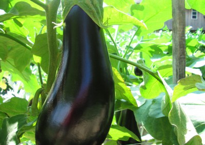 Eggplant