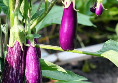 Eggplant