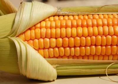 Corn