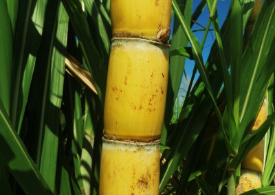 Sugarcane