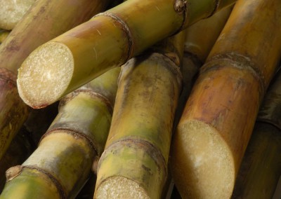 Sugarcane